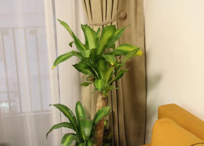 Najdanovic Centar * Vrnjačka Banja